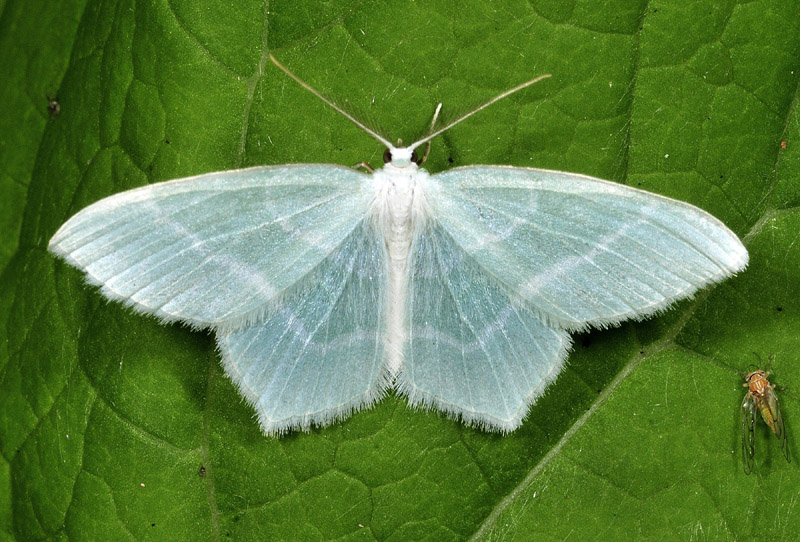 Alcune specie da Vezza d''Oglio